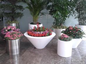 �����̻�ֲ������